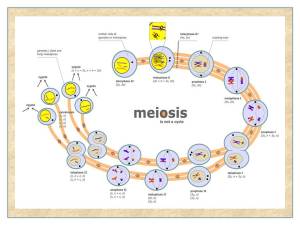Development of haploid cells for sexual propagation